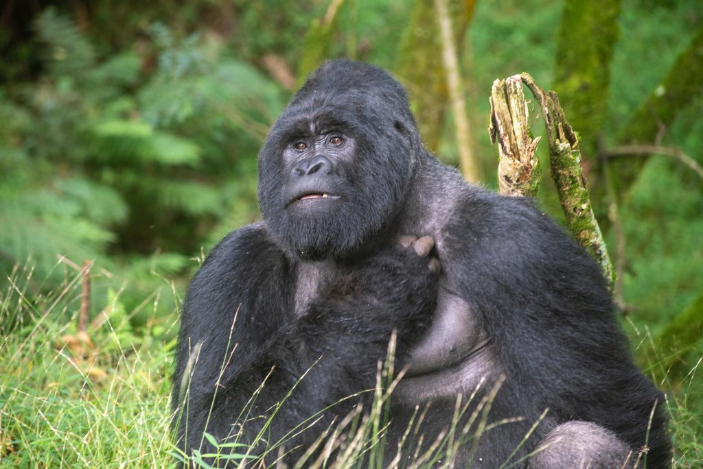 Mountain_gorilla_Uganda-1024x684.jpg