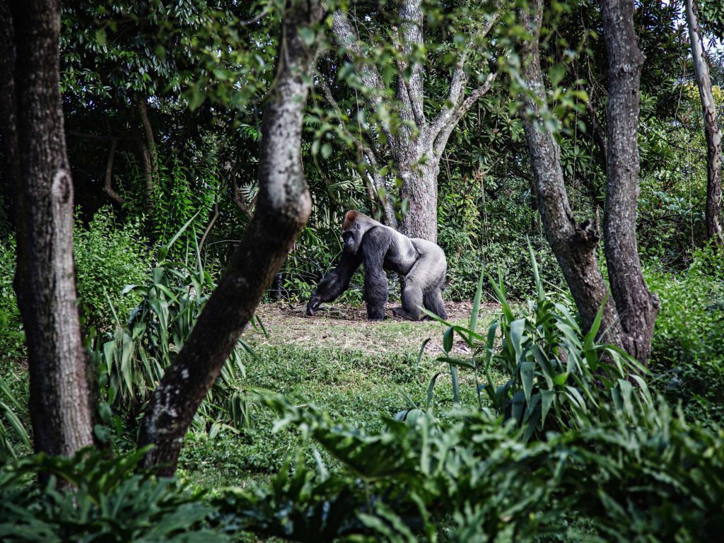 Gorilla-Trekking-in-Uganda-1-1024x768.jpg
