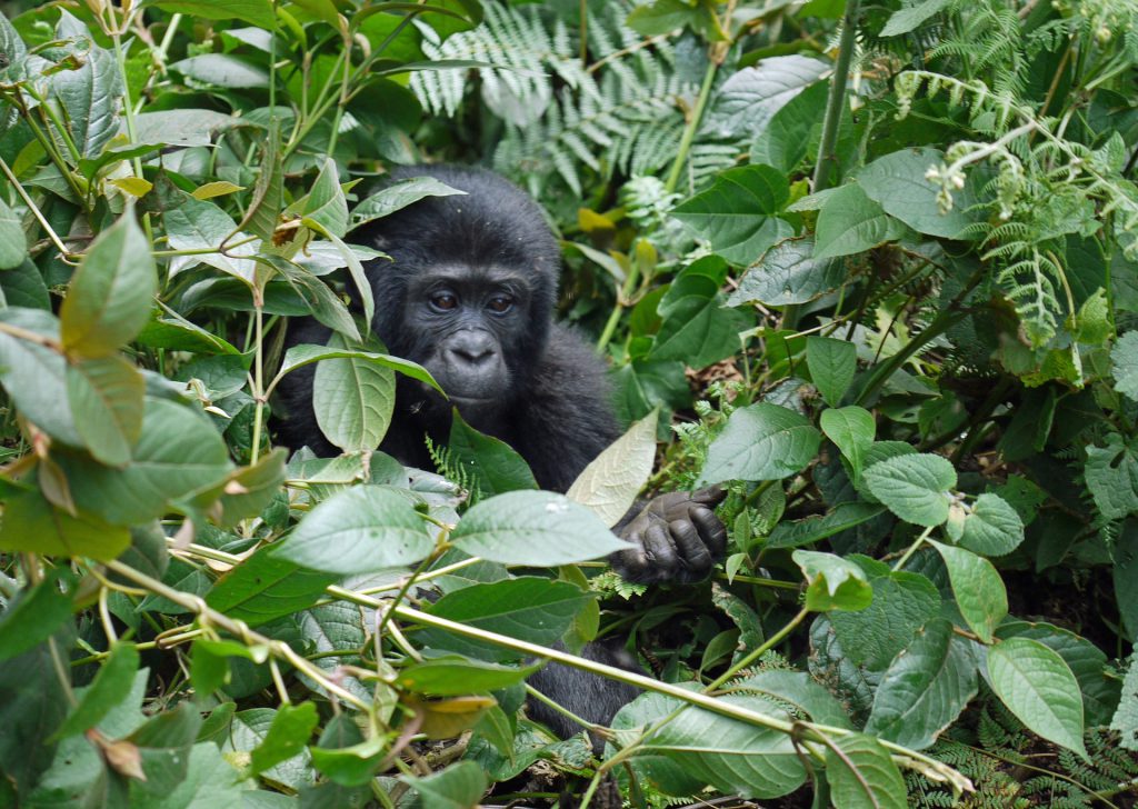 Mountain-gorilla-among-the-leaves-1024x728.jpg