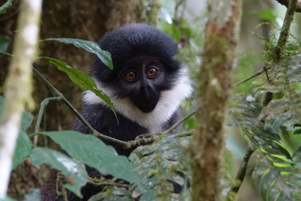 lHoest-monkey-in-Uganda-1024x683.jpg