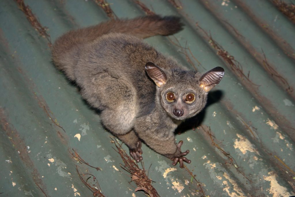 galago-412669_1920-1024x683.jpg