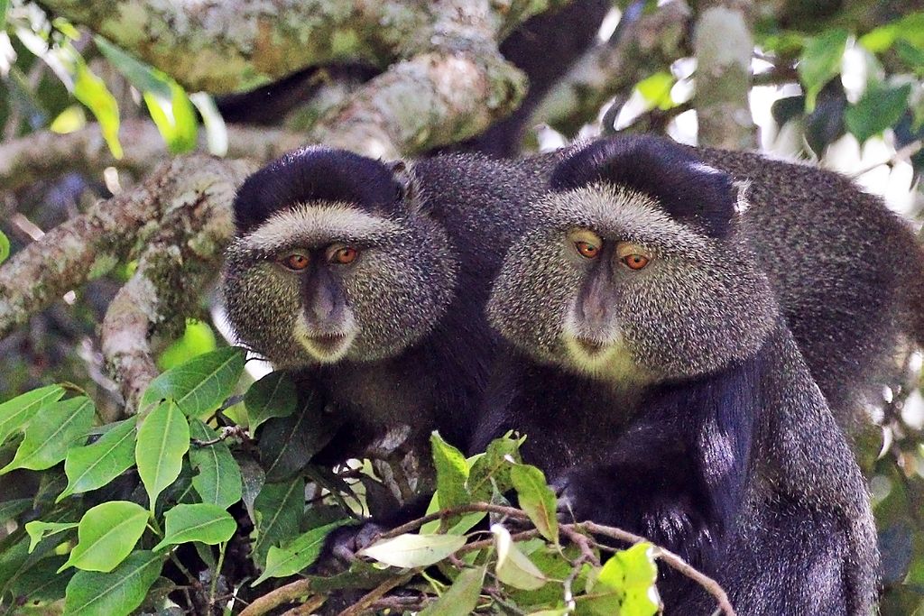 Blue monkeys attrib. required to CJ Sharp on Wikipedia