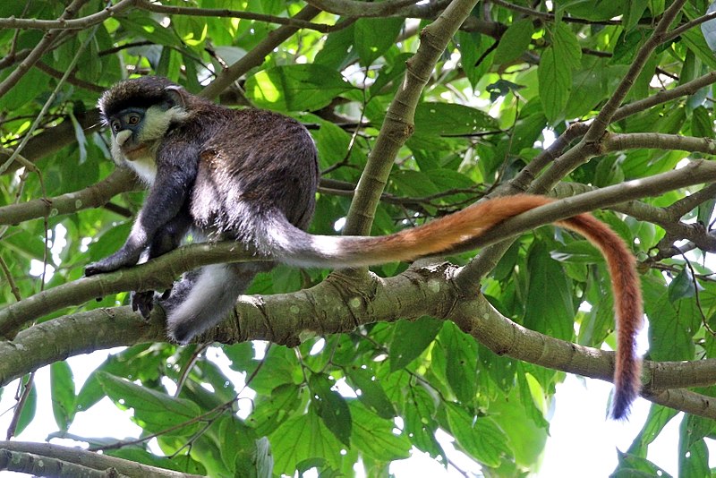 red-tailed-monkey.jpeg