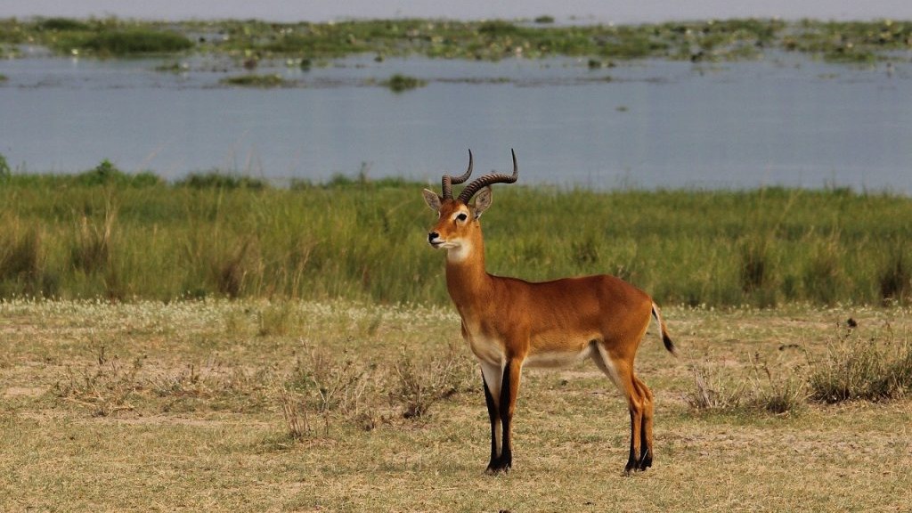 UGandan-kob--1024x682.jpg
