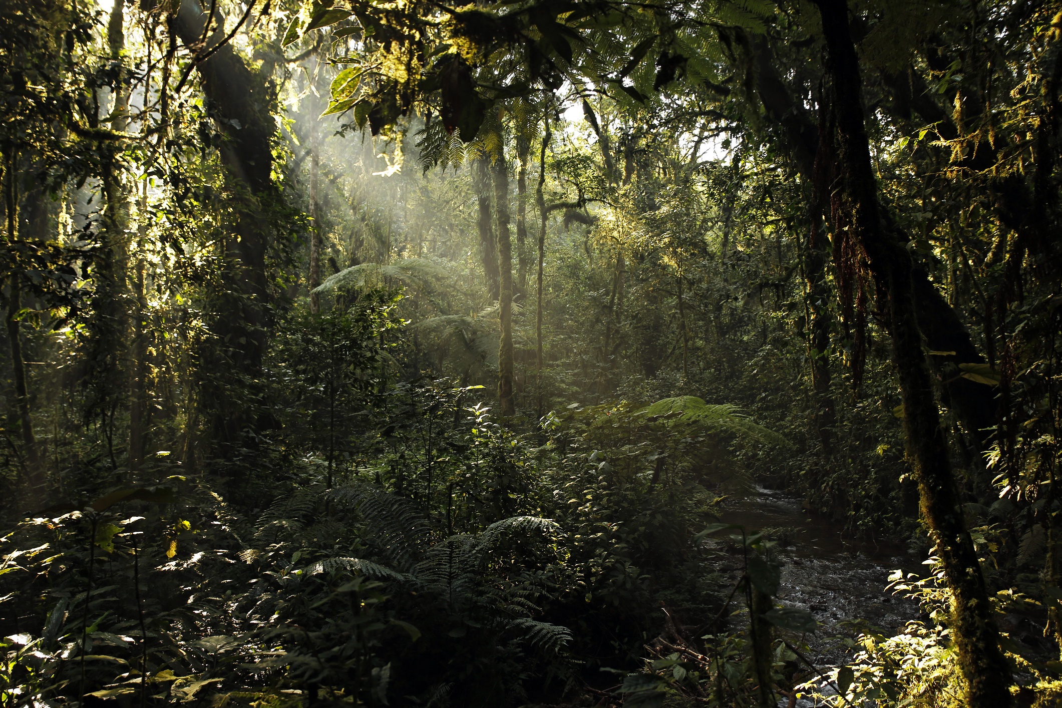Man walking through rainforest of Bwindi with sunrays peeping through, Uganda