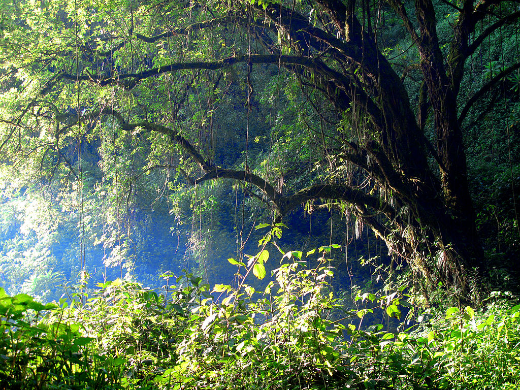 Mount Elgon forest Uganda