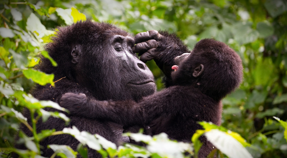 Gorilla trekking