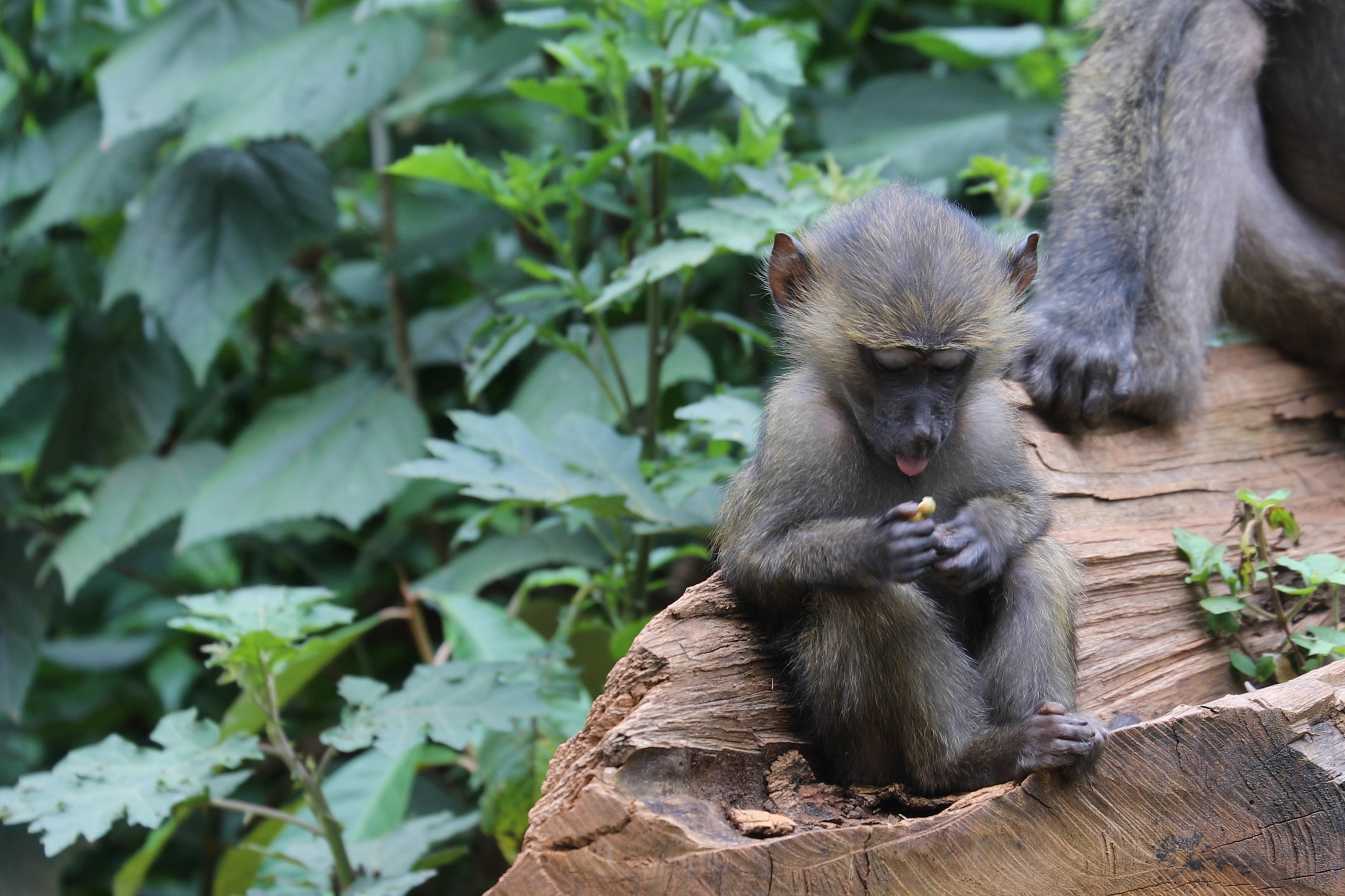 Ours. Infant olive baboon, Kibale Forest, Uganda 