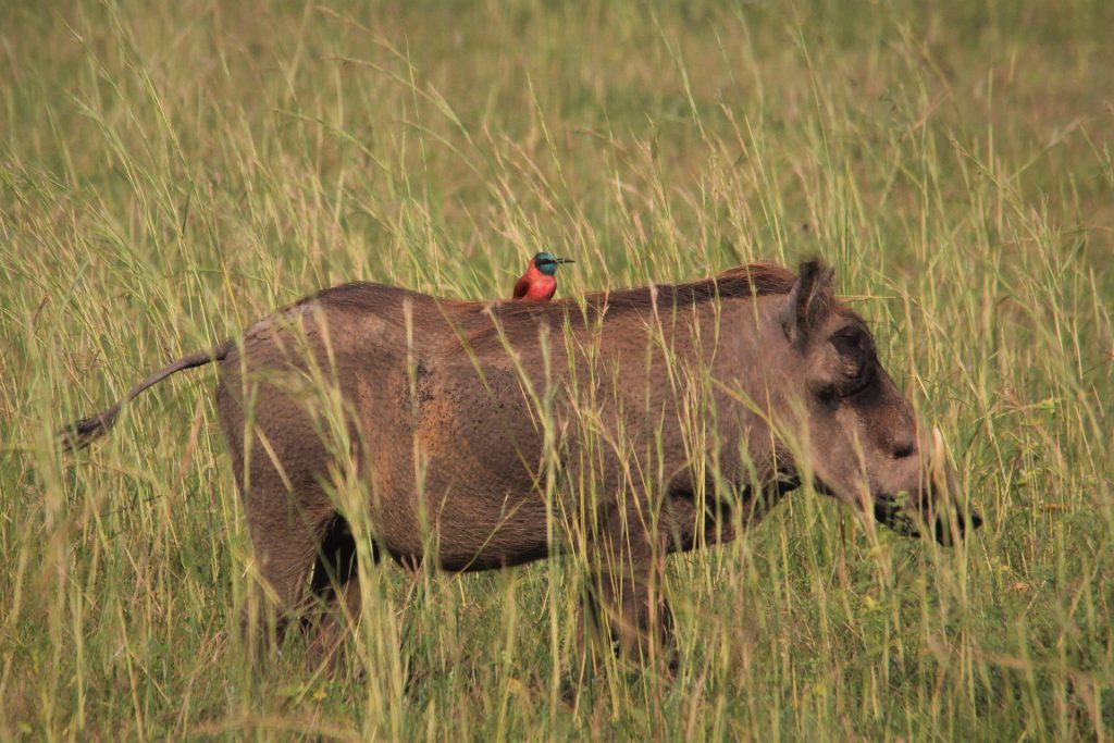 warthog-4490389_1920-1024x683.jpg