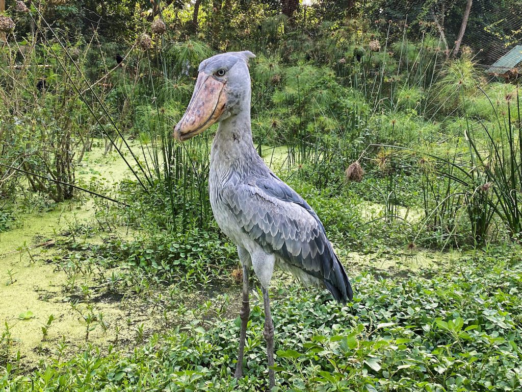 Shoebill-stork-in-Entebbe-1-1024x768.jpg