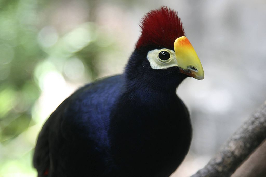 Ross's turaco bird, attrib. Wiki E. Schipul