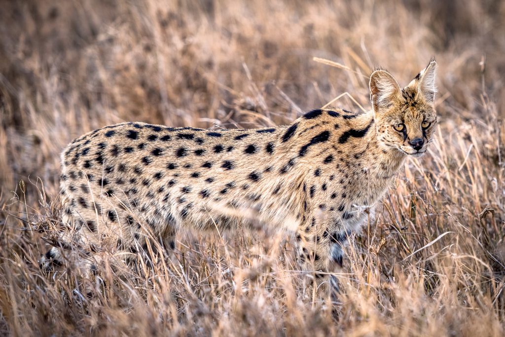 Serval-cat-1024x683.jpg