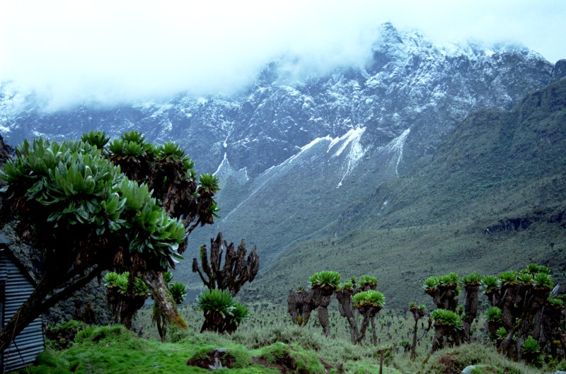 1172_ruwenzori.jpg