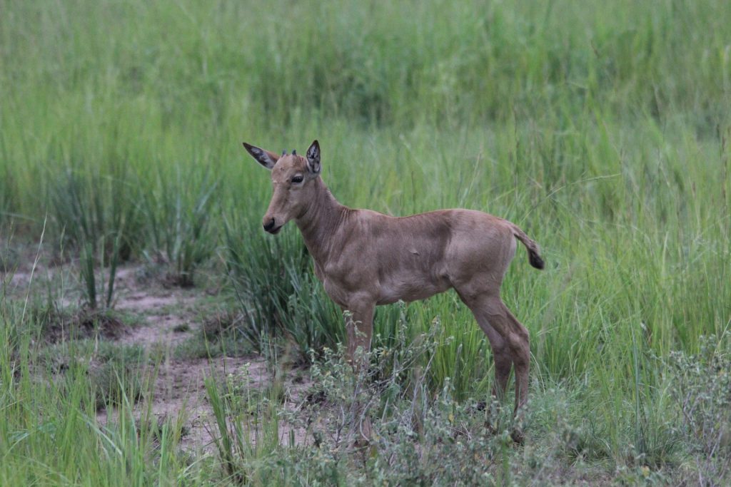 Jacksons-hartebeest-Uganda-1024x683.jpg