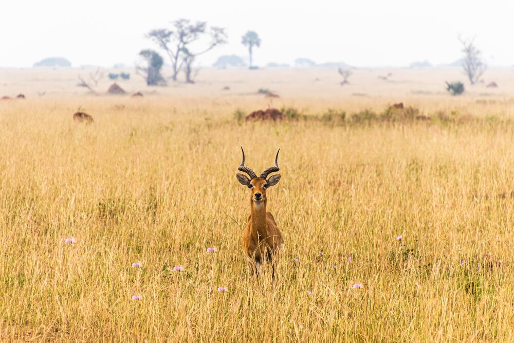 Murchison-falls-NP-impala-and-flowers-1.jpeg