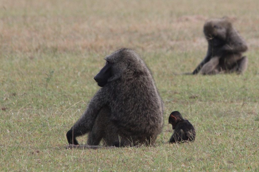 Baboons-1024x682.jpg