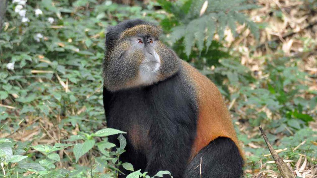 Golden-monkey.jpg