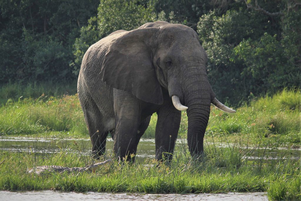 african-4627563_1920-1024x682.jpg