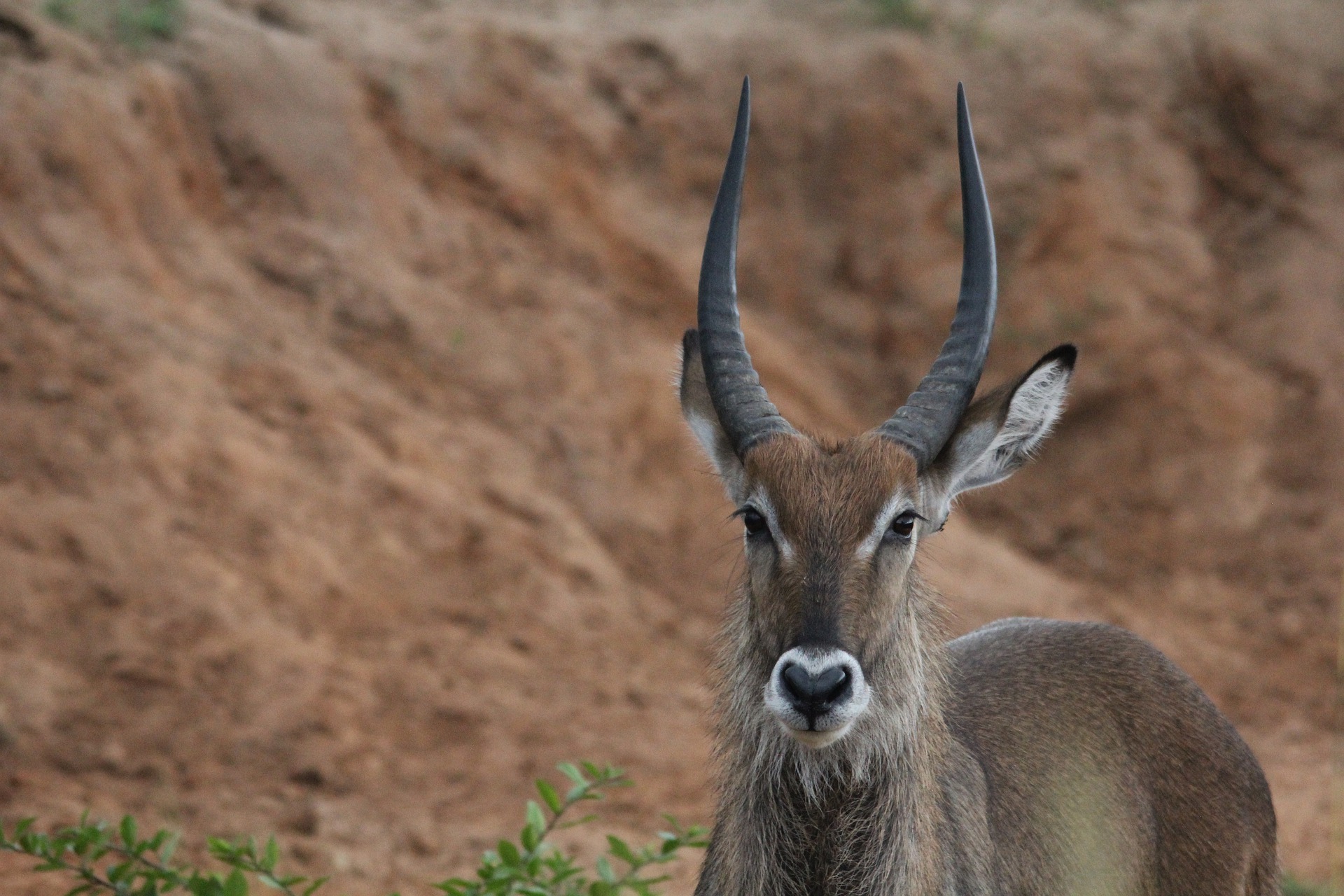 Close up male waterbuck