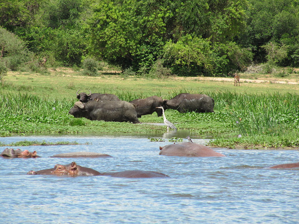 1024px-Animals_near_Nile_in_Murchison_Falls_National_Park.jpeg