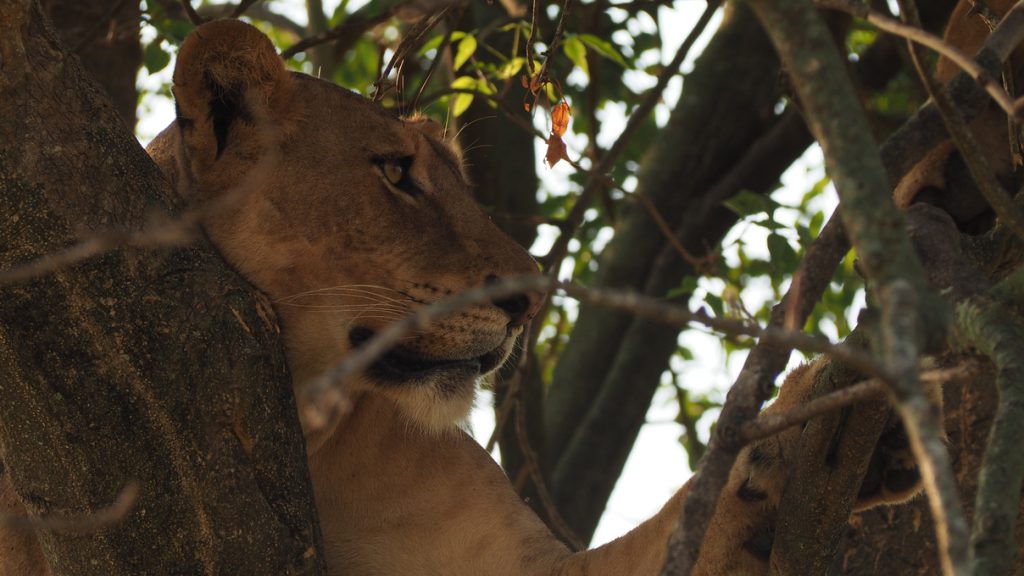 Lioness-close-up-2-1024x576.jpg