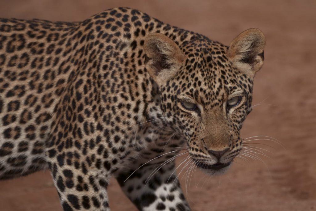 Leopard-1024x683.jpeg