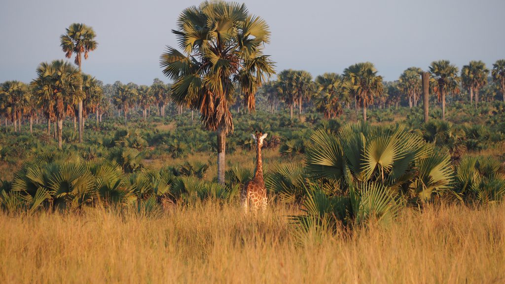 Giraffe-and-Borassus-palm-trees-Murchison-Falls-NP-1024x576.jpg