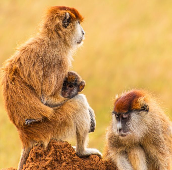 Patas-monkeys-Murchison-1-683x1024-1.jpeg