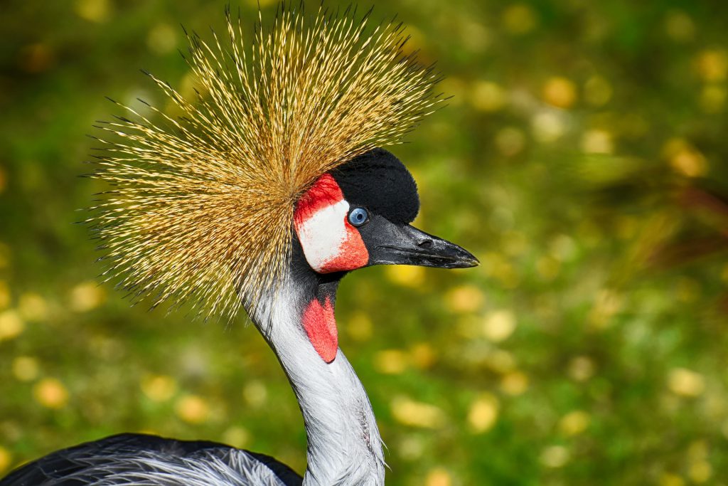 grey-crowned-crane-3741082_1920-1024x683.jpg