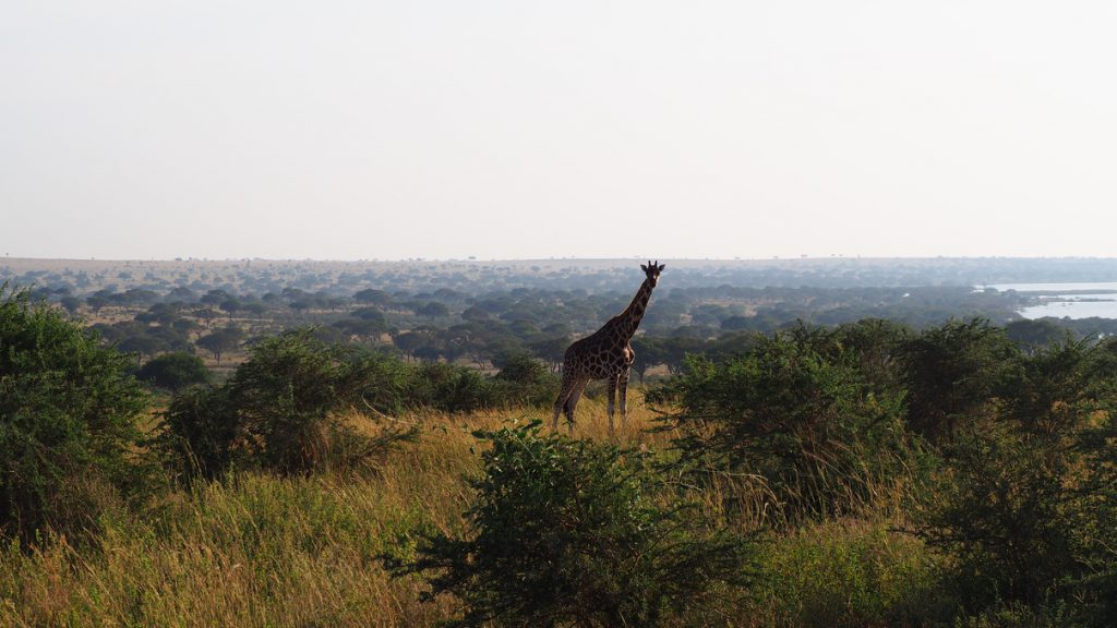 Giraffe-1-1024x576.jpg