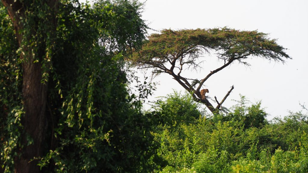 Lioness-in-tree-1024x576.jpg
