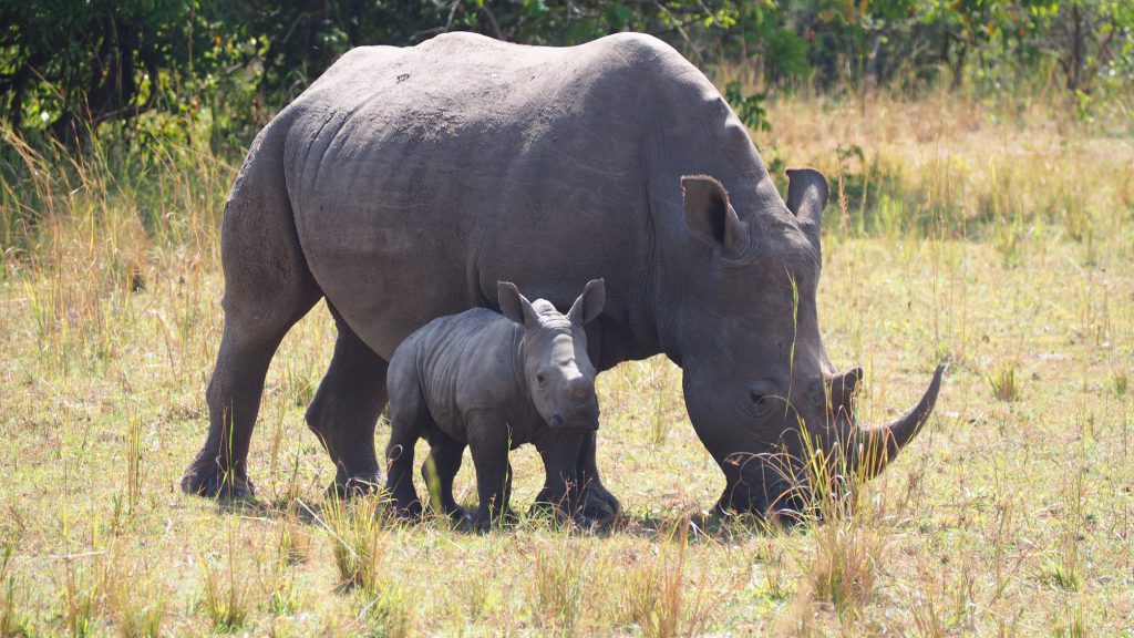 black-rhinos-1024x576.jpg