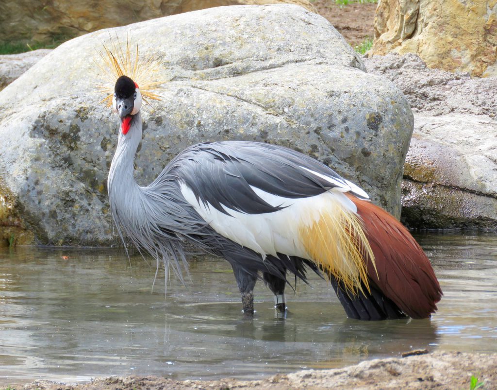 grey-crowned-crane-Uganda-1024x803.jpg
