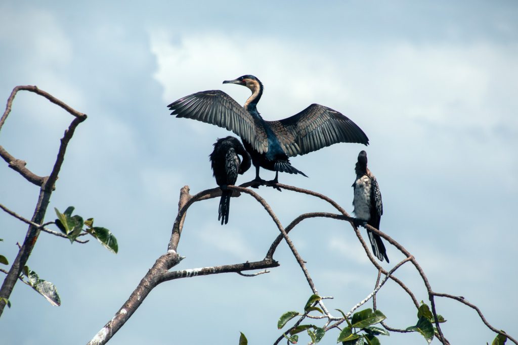 Cormorants-Uganda-1024x683.jpg