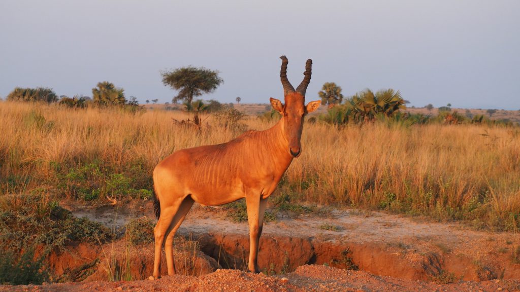 A-hartebeest-Murchison-Falls-Uganda-1024x576.jpg