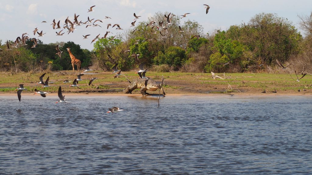 Croc-and-giraffe-at-Murchison-Falls-Uganda-1024x576.jpg