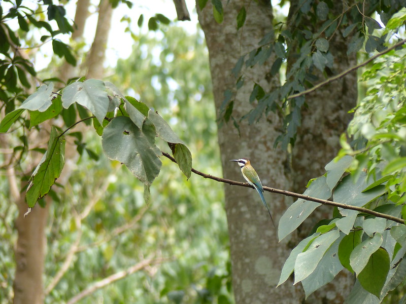 Whitethroated-bee-eater-Mabira-Forest-Uganda.jpg