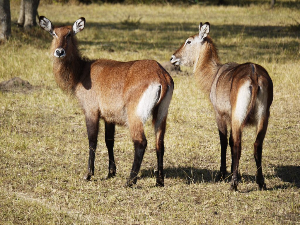 Defassa-waterbuck-1024x768.jpg