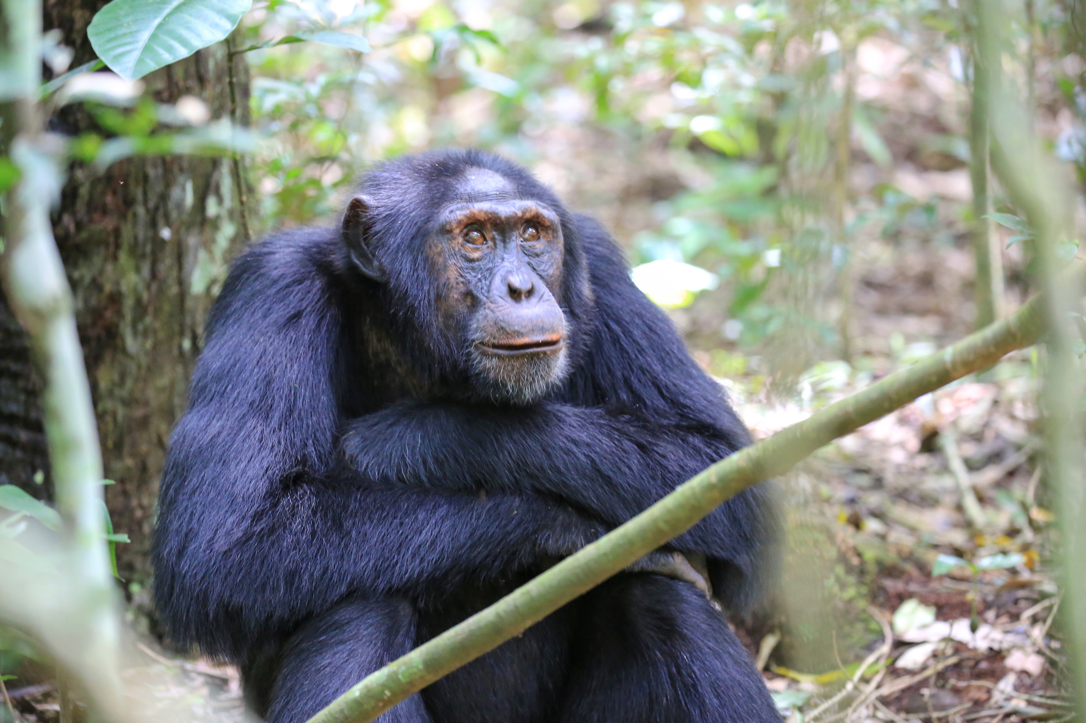  Chimpanzee Kibale Uganda