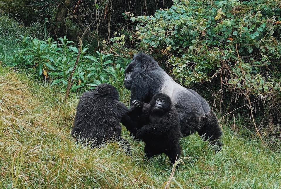 Silverback-and-two-young-gorillas.jpeg