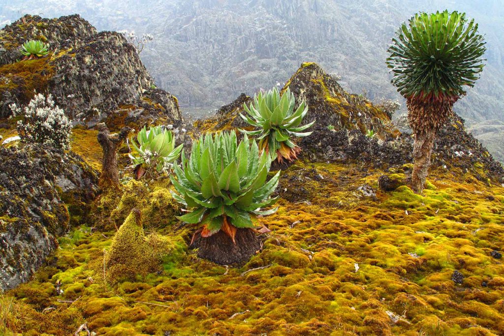 Rwenzori-Mountains-1024x683.jpg