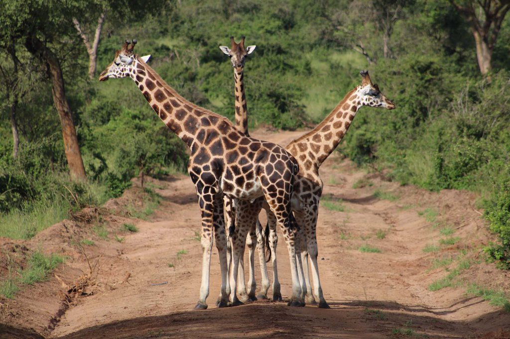Giraffes-in-Uganda-1024x682.jpg