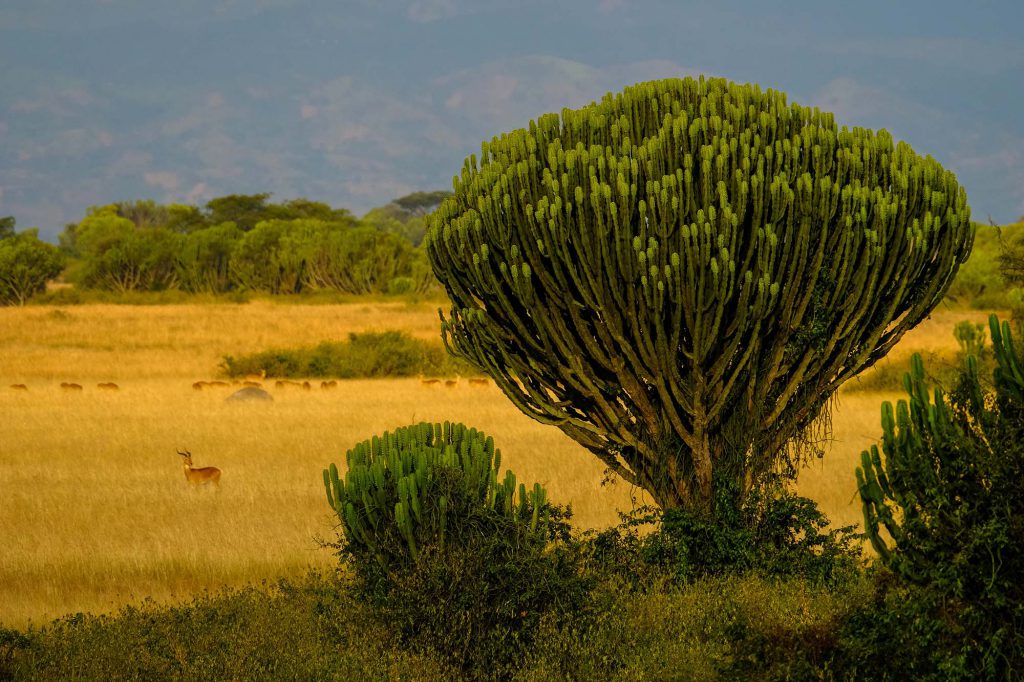 Antelopes-and-trees-1024x682.jpg