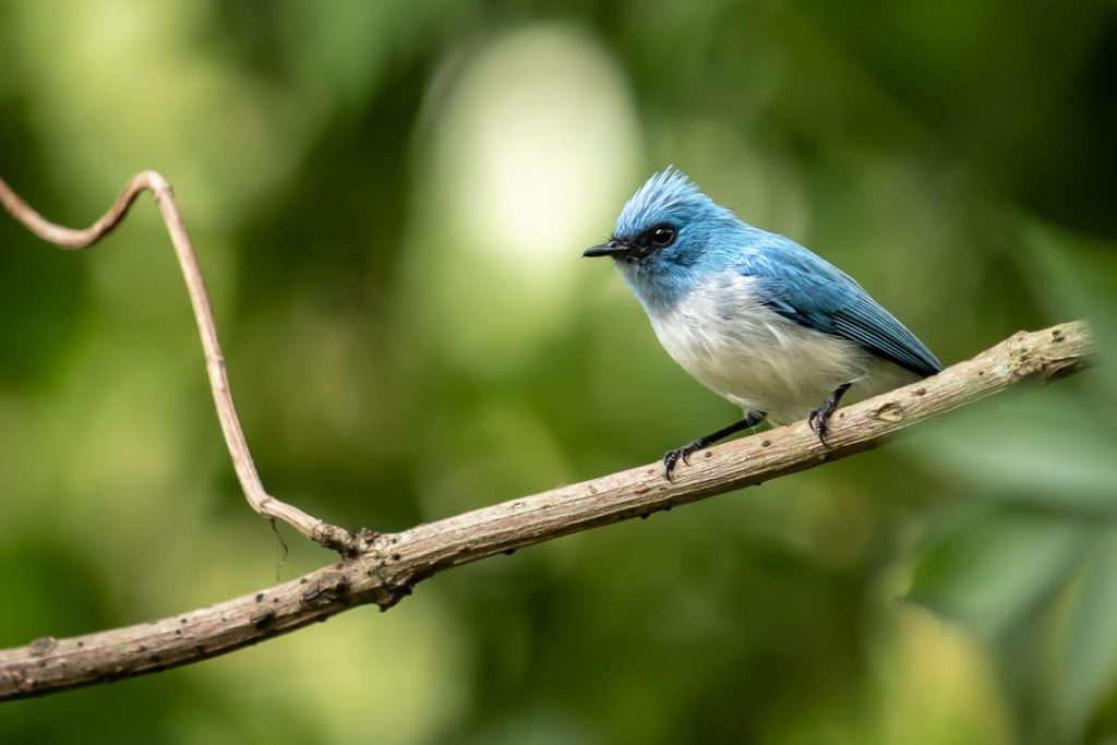African-Blue-Flycatcher-in-Bwindi-2-1024x683.jpg