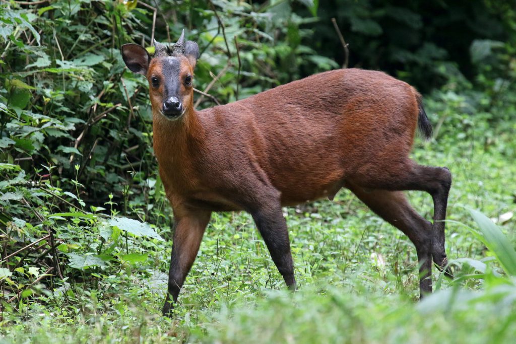 Black-fronted-duiker-2-1024x683.jpg