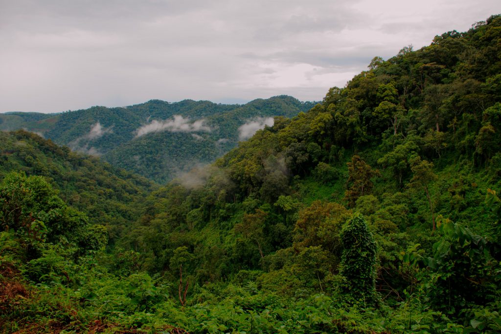 Bwindi-Forest-image-by-Floschen-1024x683.jpg