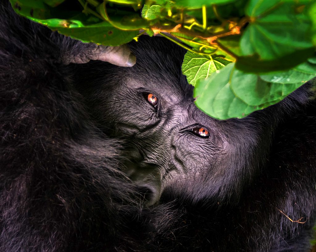 Gorilla-by-Rod-Waddington-1024x817.jpg