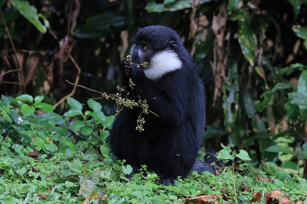 LHoests_monkey_Cercopithecus_lhoesti_feeding-1024x683.jpg