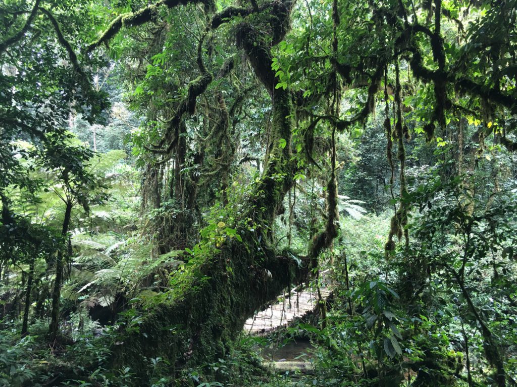 Bwindi-Impenetrable-Forest-1-1024x768.jpg
