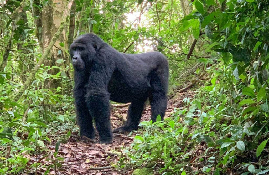 Standing-mountain-gorilla-1024x666.jpg